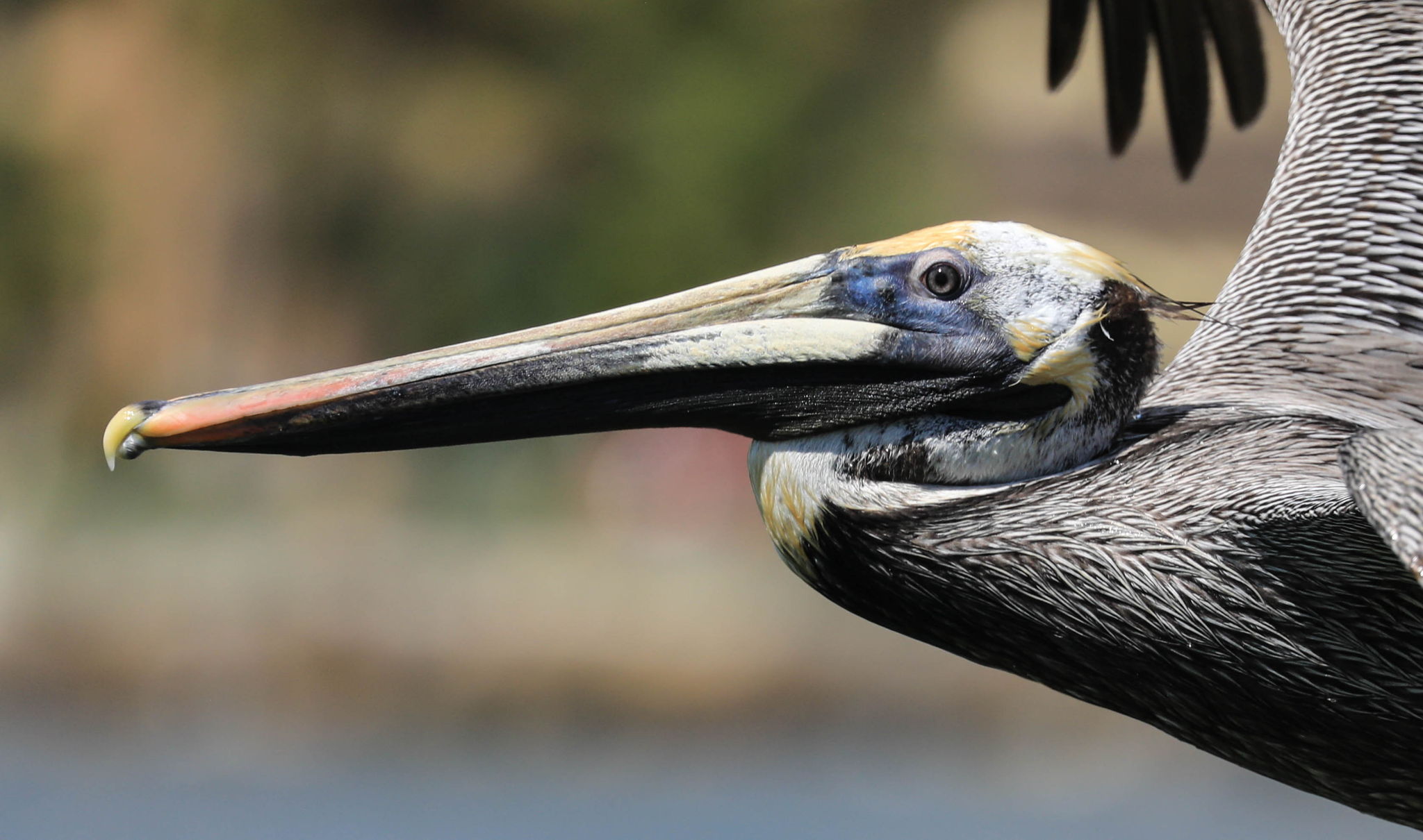 Brown Pelican - Fort Meyers, Florida