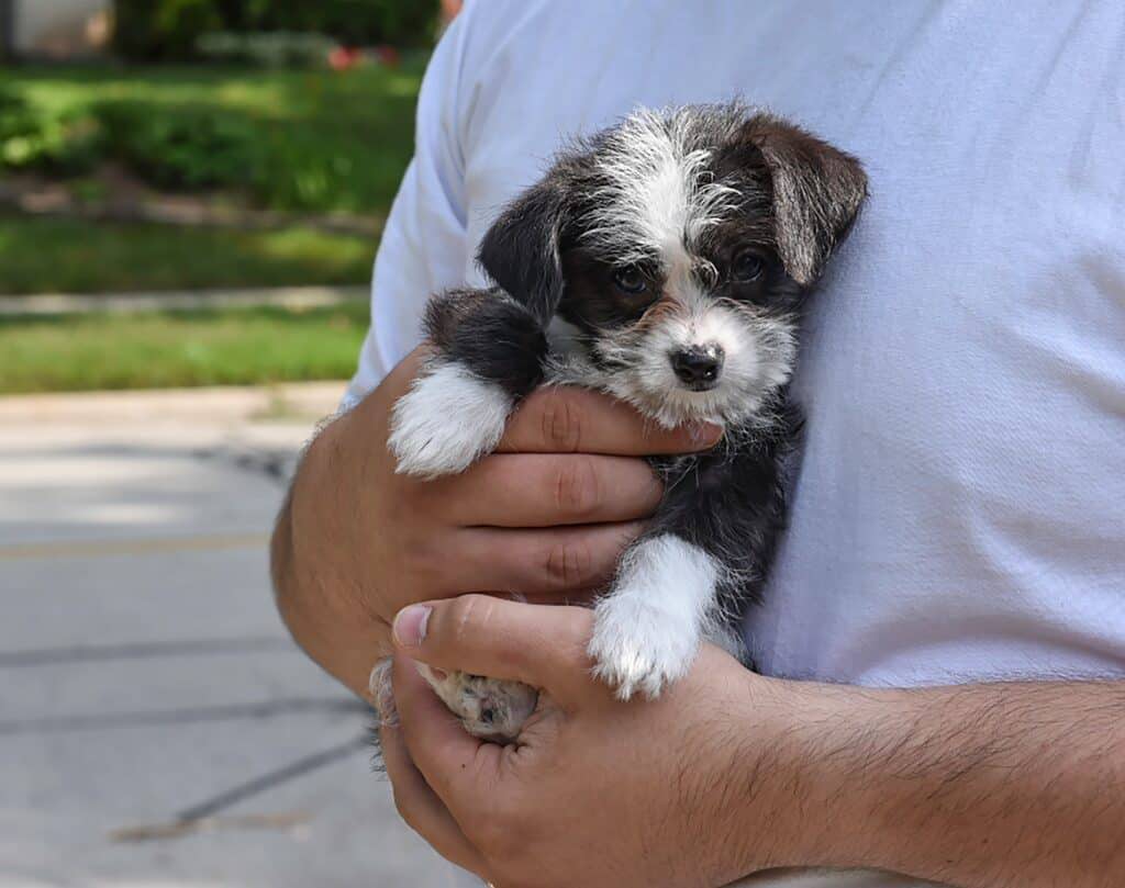 malchi dog breed
