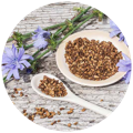 bowl of chicory root as a source of Prebiotics in the best probiotics in singapore