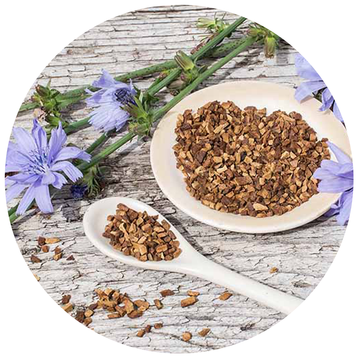 bowl of chicory root as a source of Prebiotics in the best probiotics in singapore