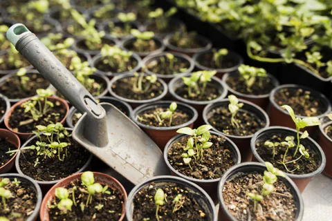 Potted plants with a garden trowel