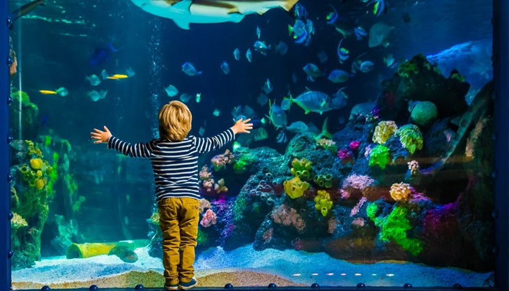 Geburtstagspaket SEA LIFE Hannover