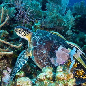 Couples Snorkeling on a Private Beach in Roatan