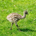 baby_emu_chicks