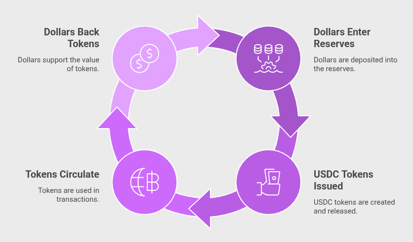 USDC backing system