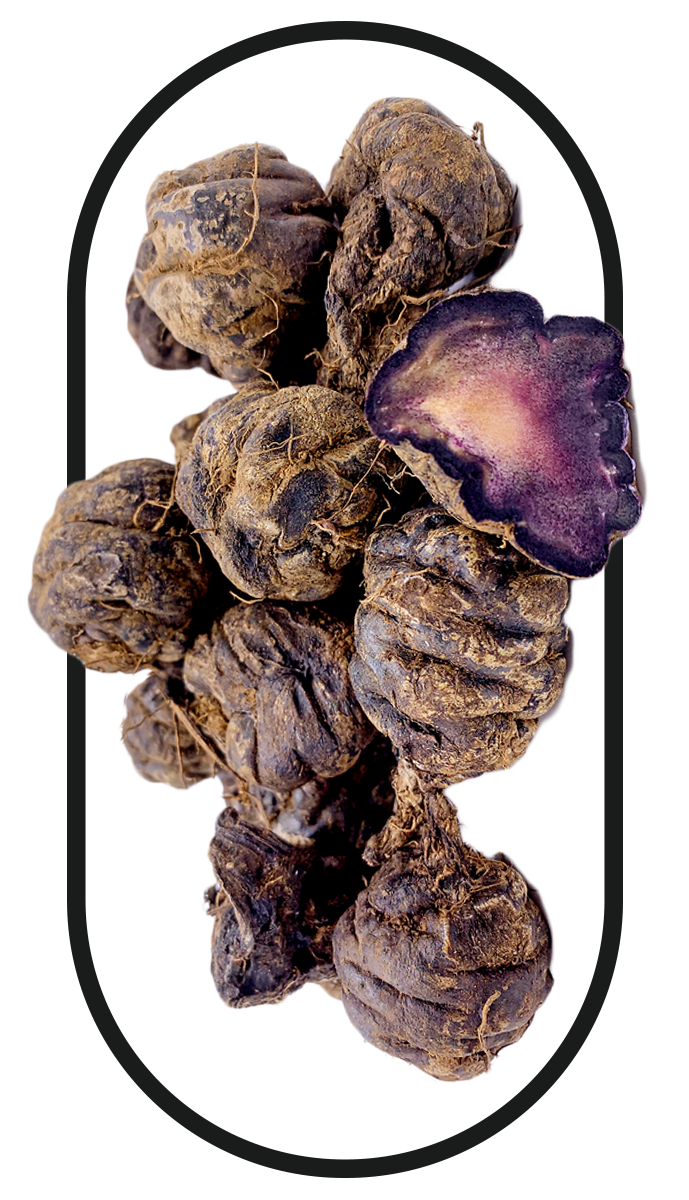 Several black maca, a key ingredient in the best tongkat ali singapore