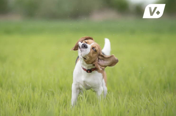 Dog smiling and showing white teeth with Vetnique V+ logo