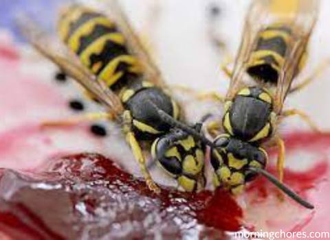 adult_wasps_eating