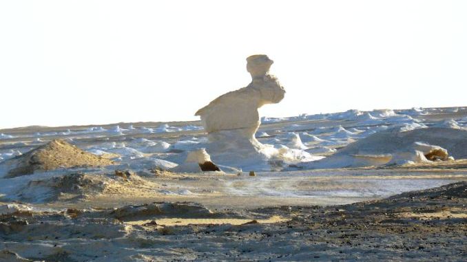 The White Rabbit in Egypt's Western Desert