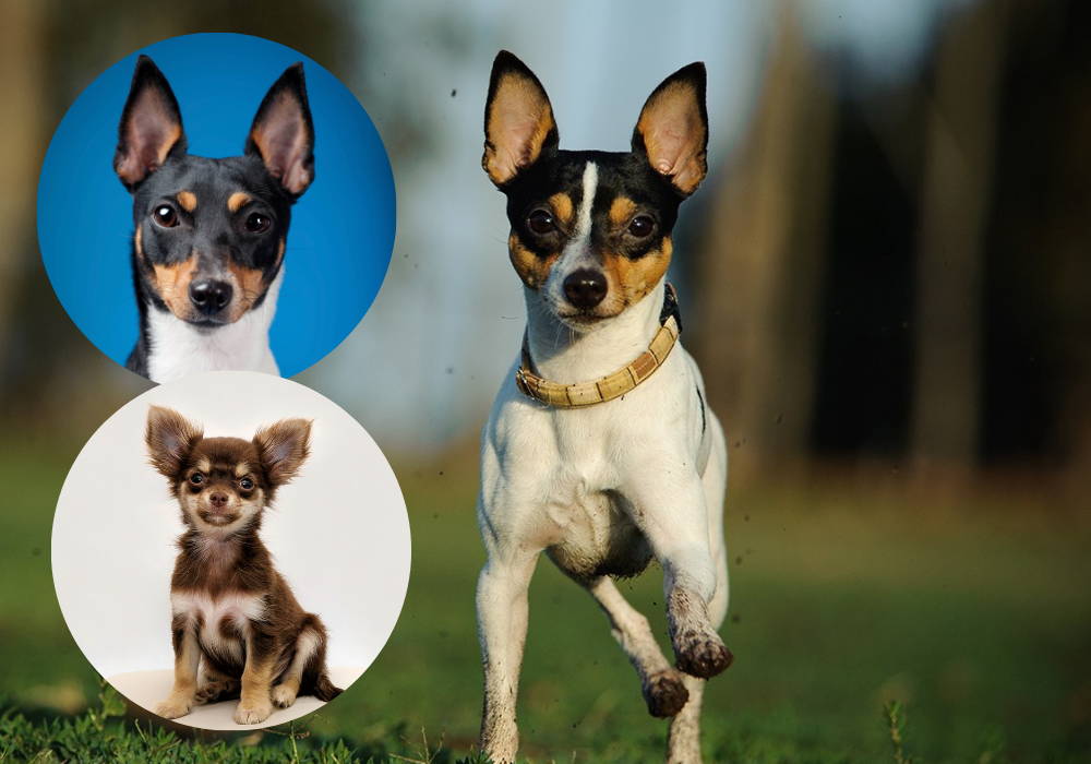 chihuahua mix fox terrier