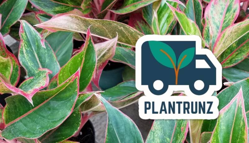 plantrunz logo