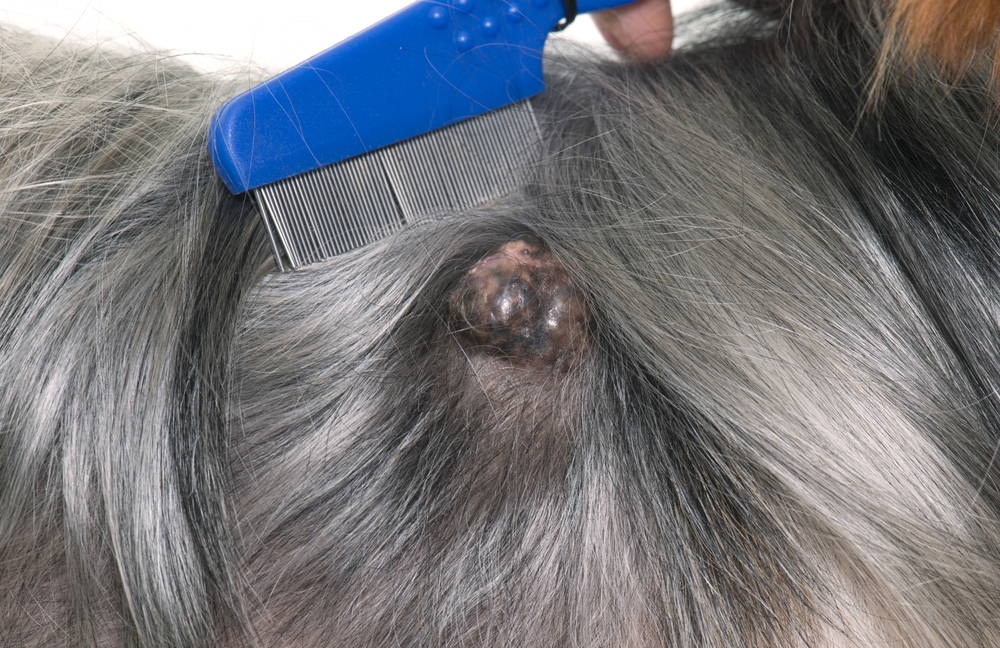 Picture of skin cancer in dogs under the fur
