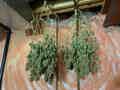 Two cannabis plants drying whole hanging on copper pipes inside a basement with pink insulation
