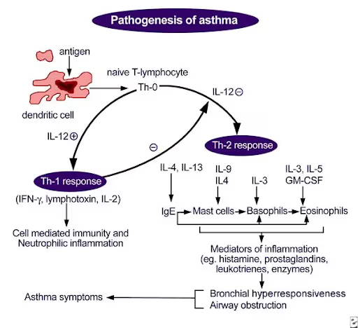 Pathogenesis of Asthma