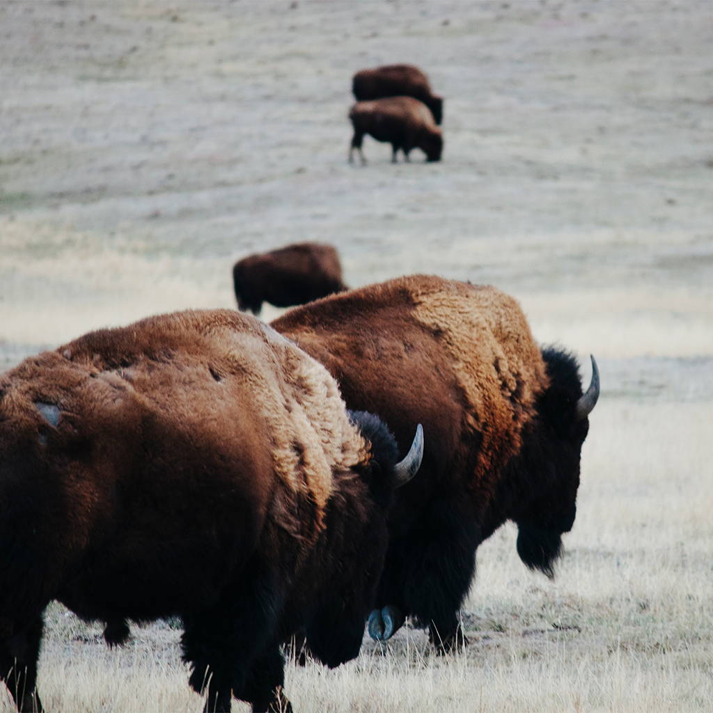 Buffalo on the prairie