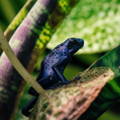 Blue dart frog on a leaf in the jungle