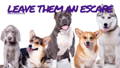 leave dog an escape 10 dog attack self defense tips