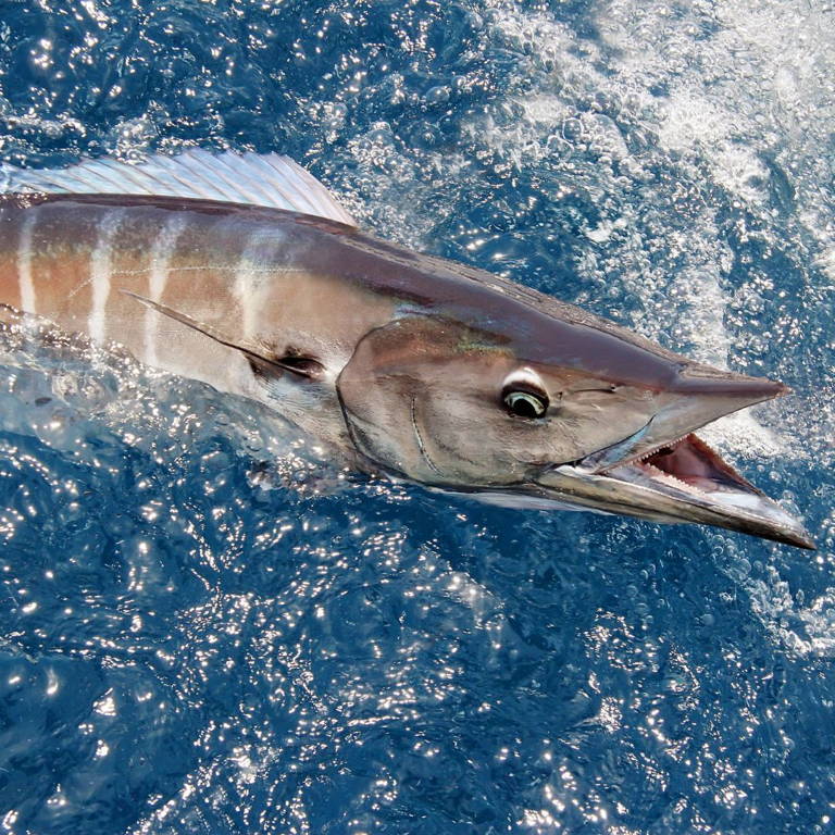 How to rig ballyhoo for wahoo