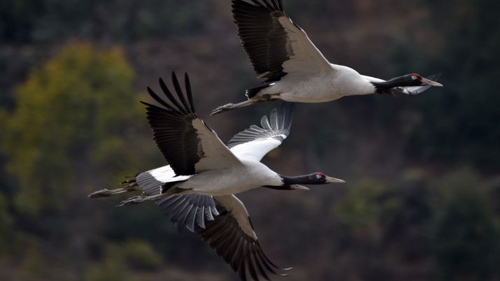 Black-necked Cranes in flight