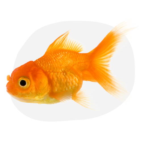 Categoría Peces