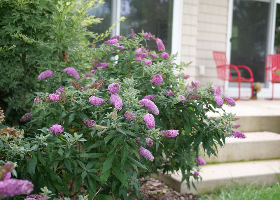 Beautiful purple buddleia flowers planted next to a patio