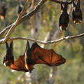Bats hanging from twigs