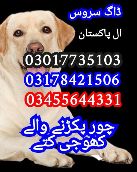 Army dog center okara 03017735103