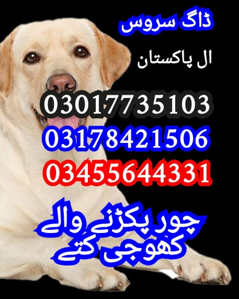 https://ucarecdn.com/88007515-9903-41fe-a0af-de377271b0b3/ cover