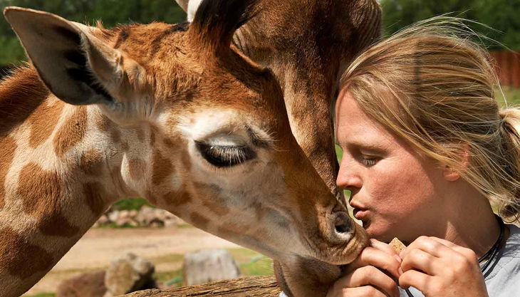 zoom erlebniswelt giraffen
