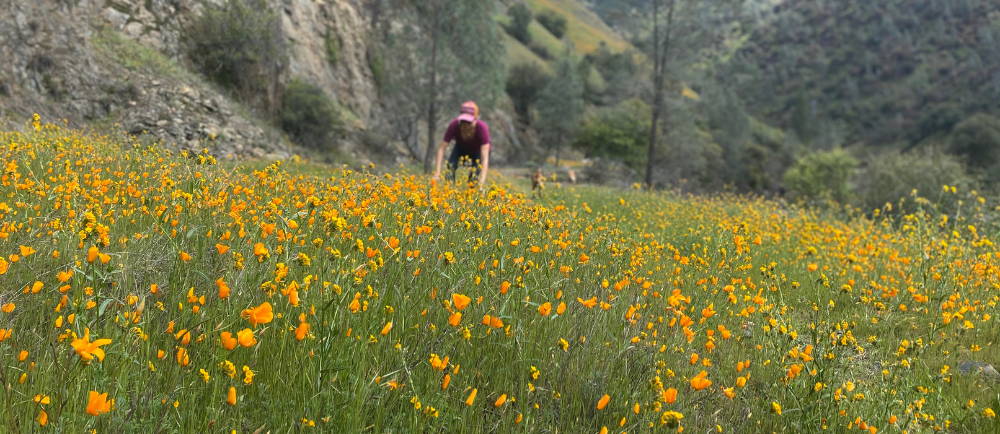During spring, this is a great area to see vibrant wildflower blooms.