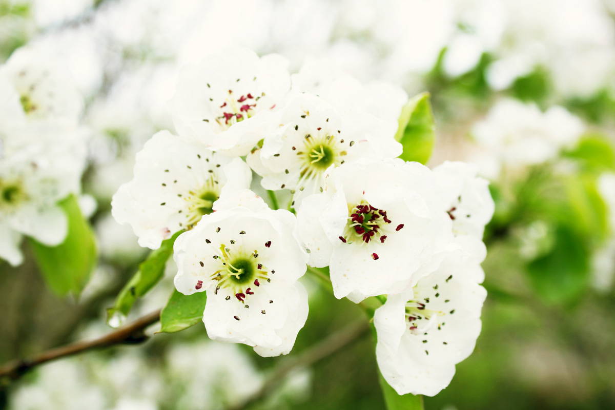 梨の花