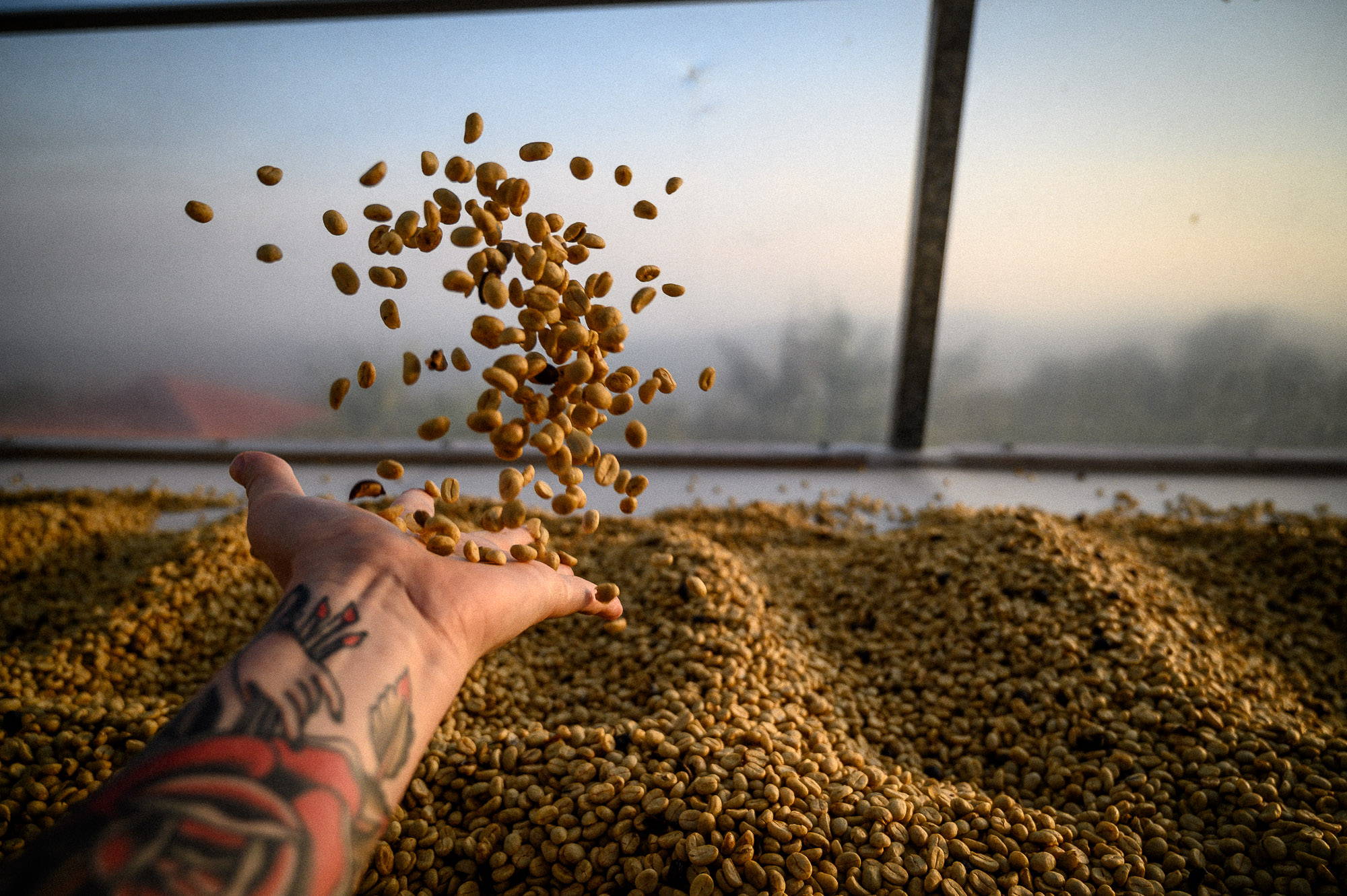 Hand throwing some coffee beans into large pile of coffee beans