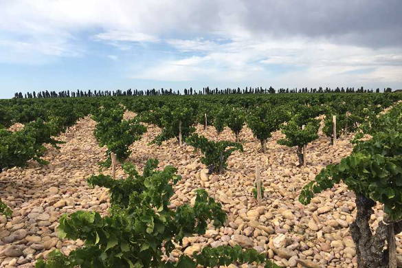 Henri Bonneau, Daniel Combin, Chateauneuf du pape, Singapore, France, French Wine, Fine Wine, Galiena, Fine Wines, Shop, Importer, Wine Singapore