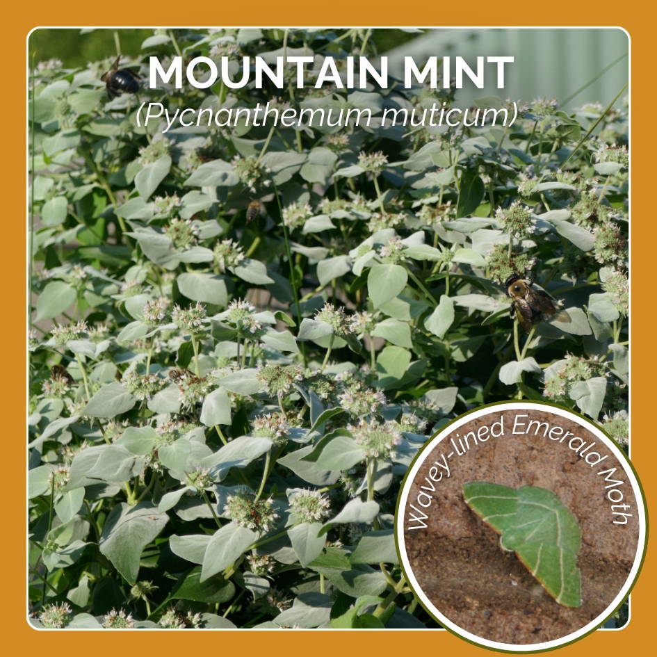 Mountain Mint is host plant to the Wavey-lined Emerald moth