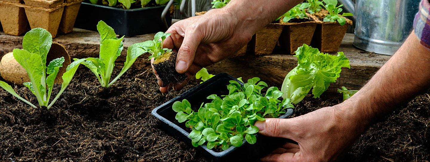  Hoedspruit
- vegertable gardening.png