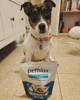 Image of a real pet parent who endorses Glandex products.