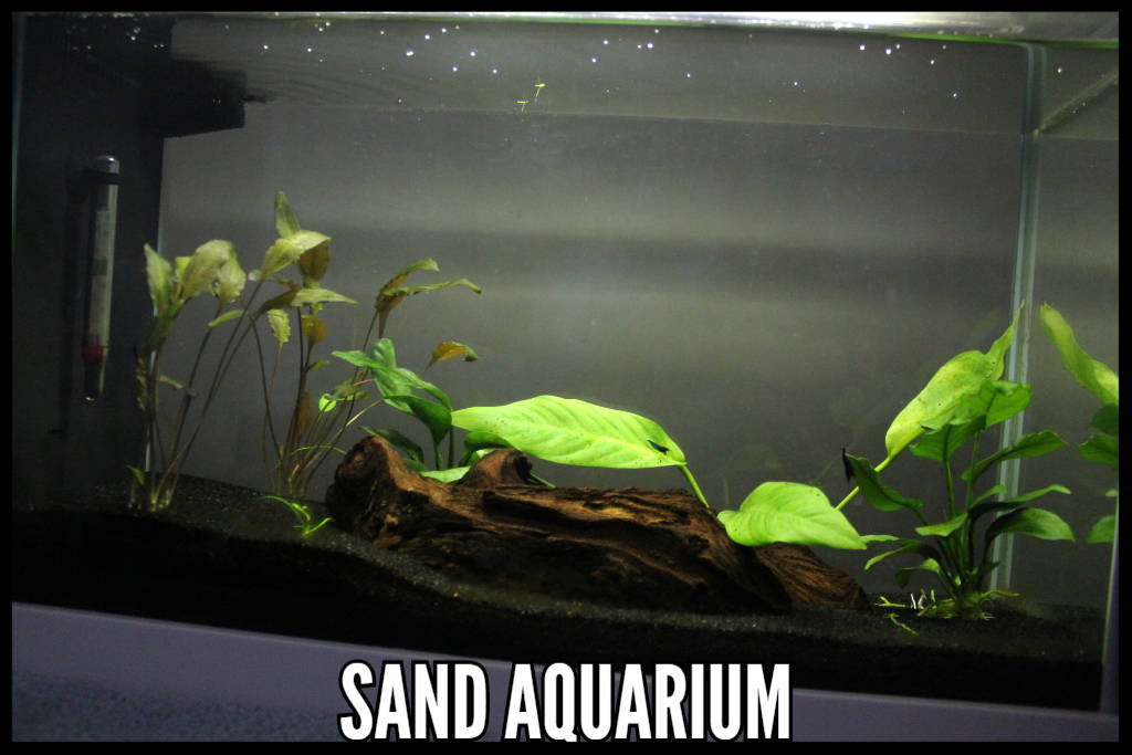 Best Substrate, Sand Aquarium