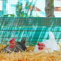 hens-sitting-on-eggs-in-nest