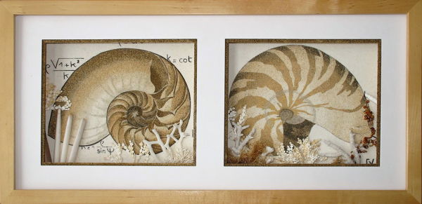 Nautilus and sea shells