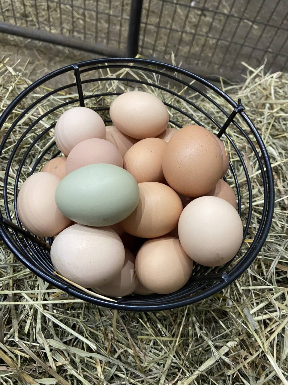 Pasture eggs, free range eggs, Arthur ON