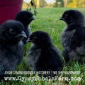 ayam-cemani-chicks-gypsy-shoals-farm