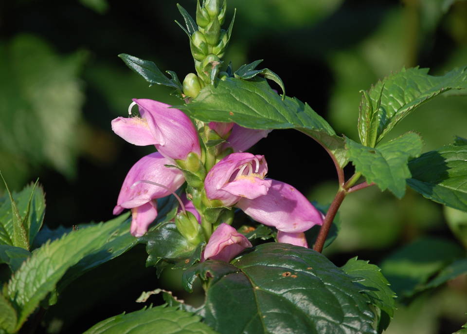 Close up image of pink turtlehead flowers and glossy green foliage