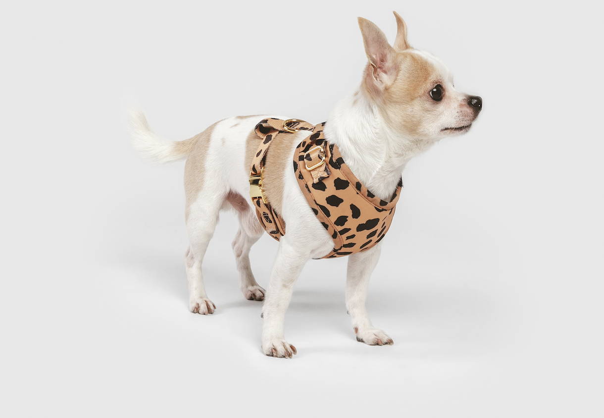 growling chihuahua