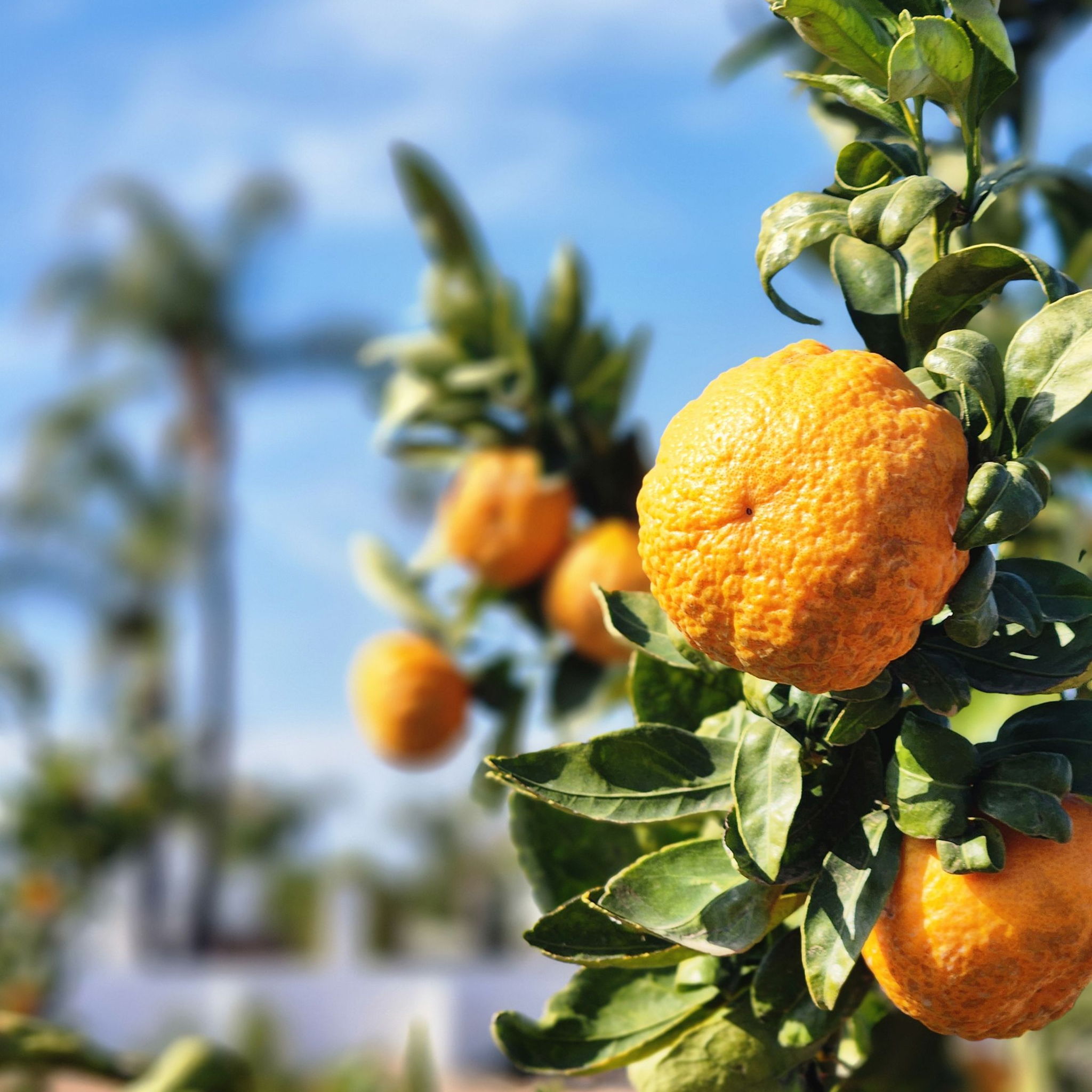Gold Nugget Mandarin Citrus | Alarie — photo from hotplate.com