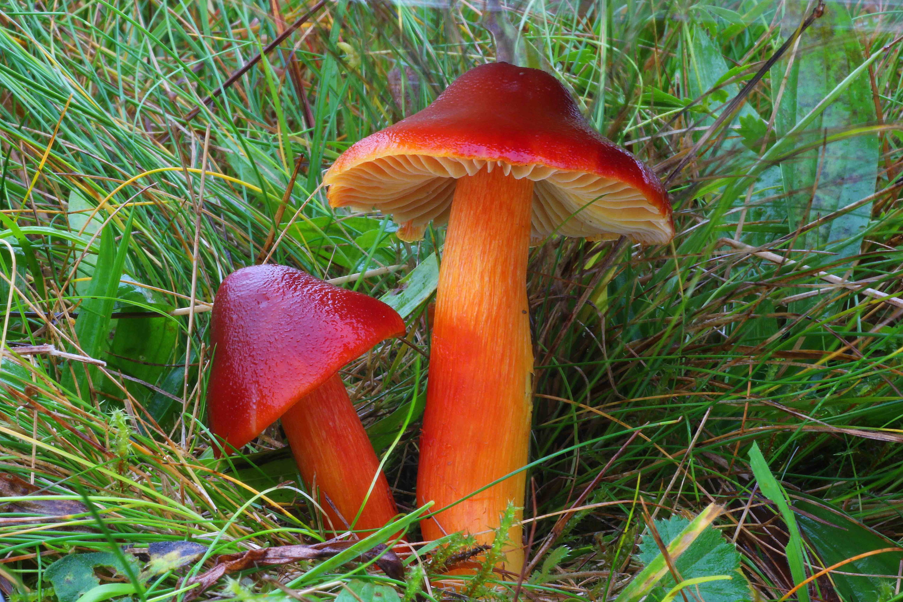 Fungi could save the world  Red%20mushrooms