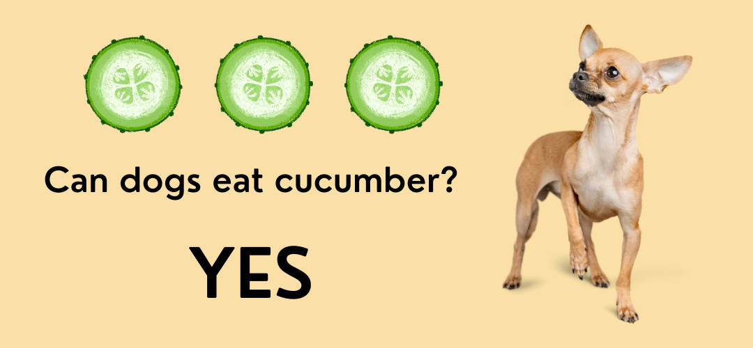 are cucumber bad for dogs