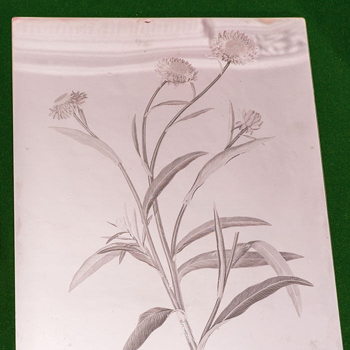 Banks Florilegium The engraved copper plate for Helichrysum armillaris (Plate 740) encased in its protective chromium facing
