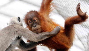 zoom erlebniswelt affen