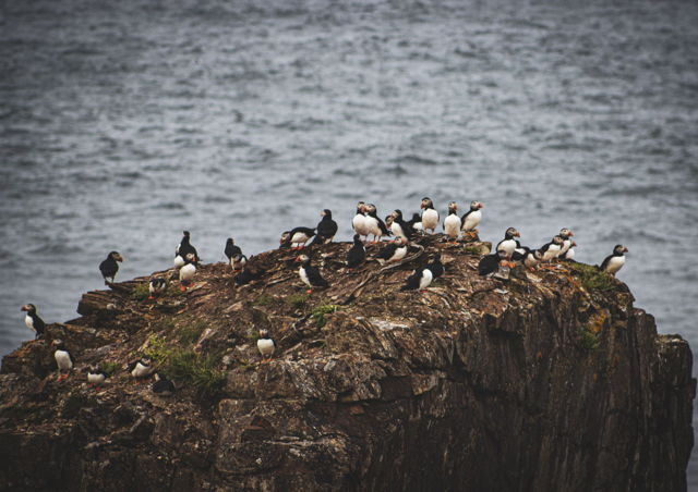 Puffin