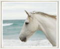 Framed art of horse on beach